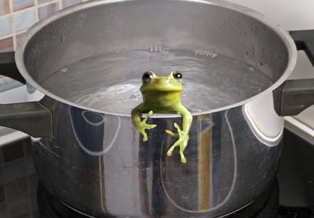 Frog in The Kettle