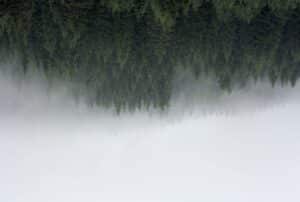 Fog and evergreen forest, upside down
