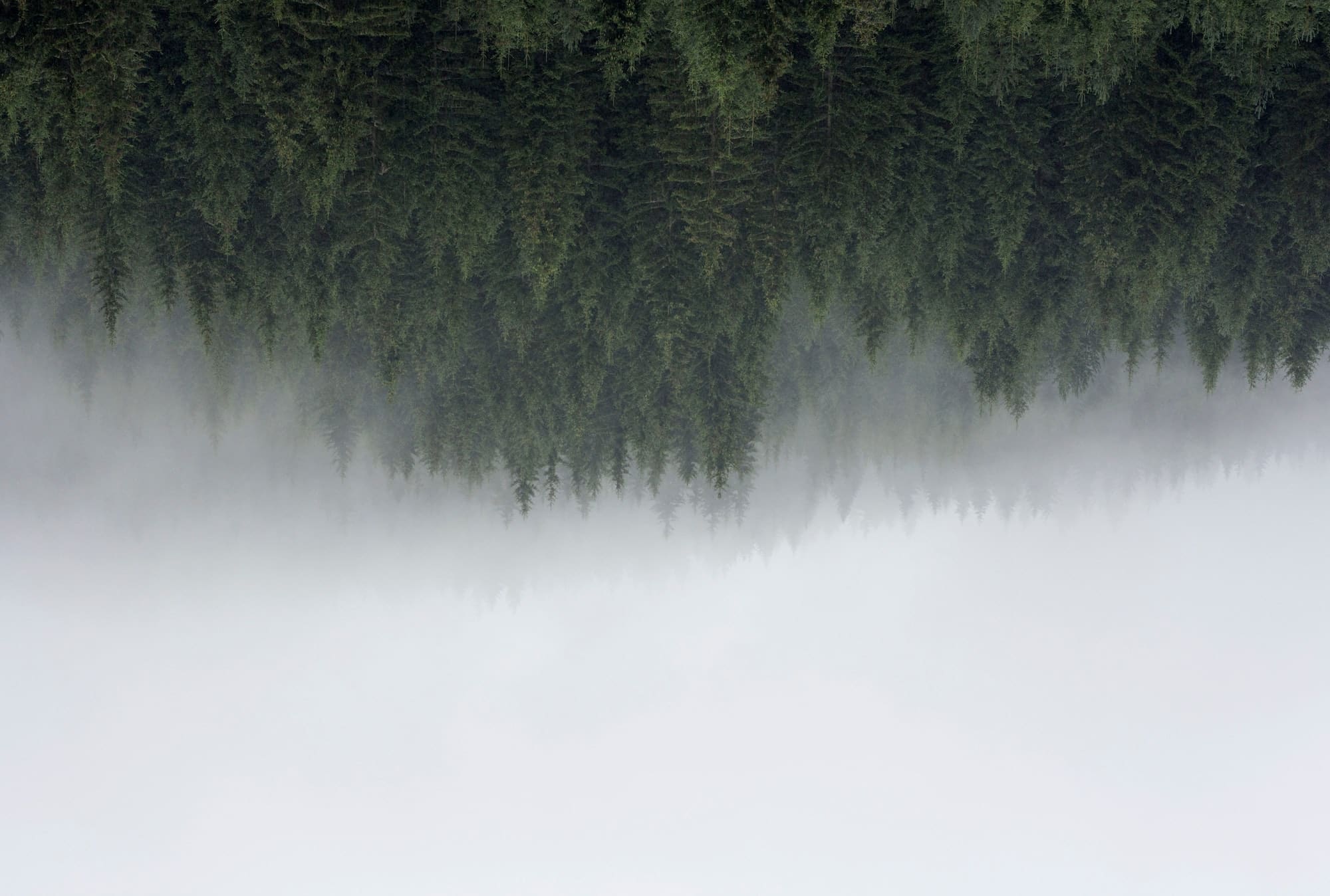 Fog and evergreen forest, upside down