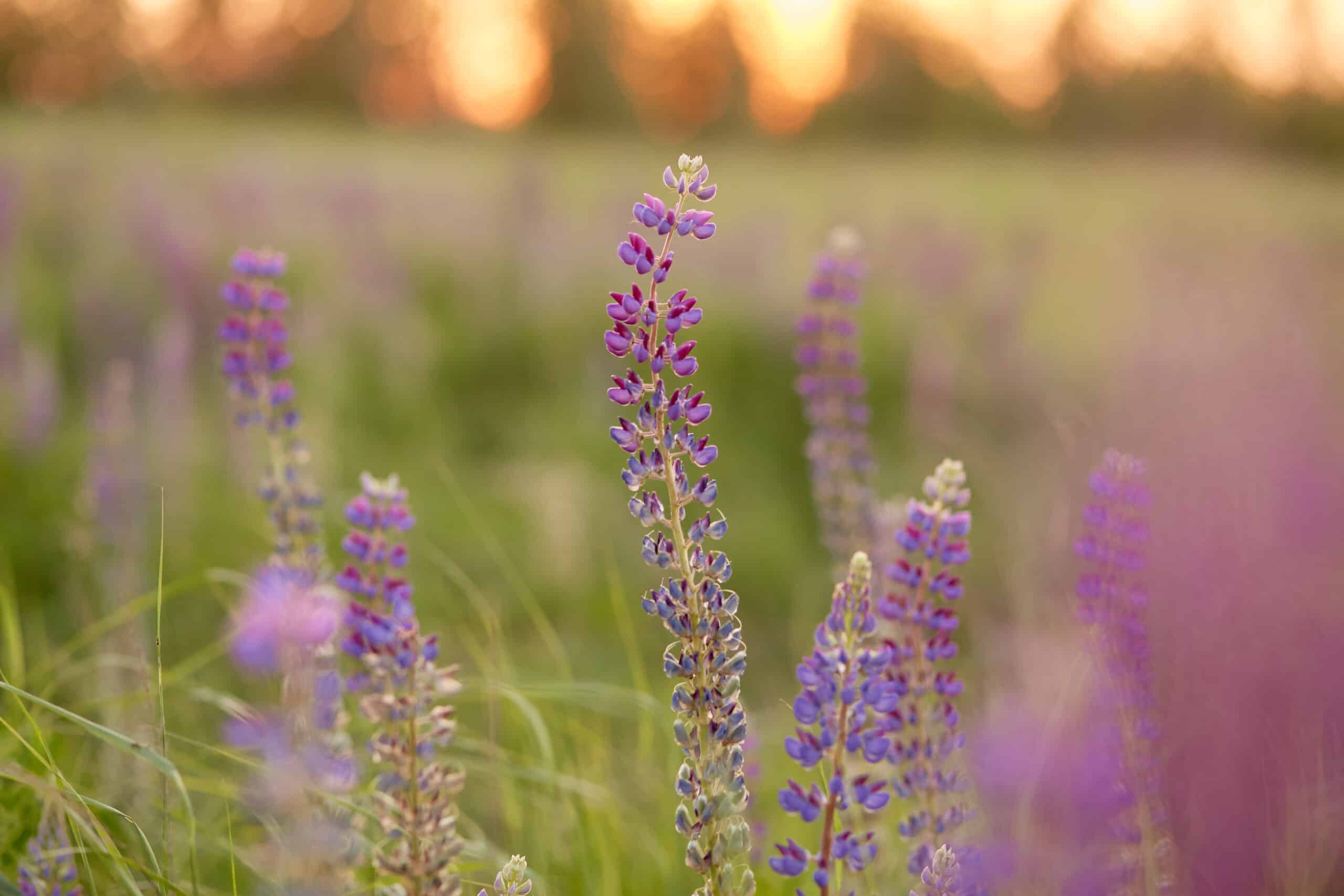 Lupins purple meadow background. Natural, wellness closeness to nature. Self-discovery concept
